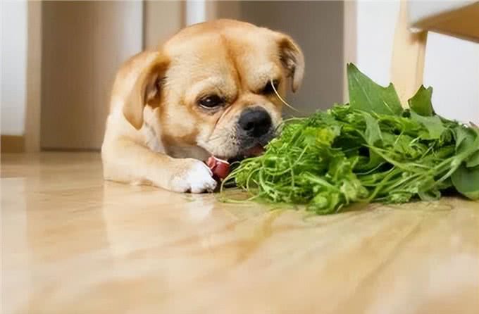 狗子也会上火?盘点狗子那些上火的表现