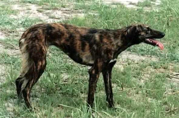 细犬—中国地方犬种起源