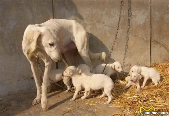 细犬—中国地方犬种起源