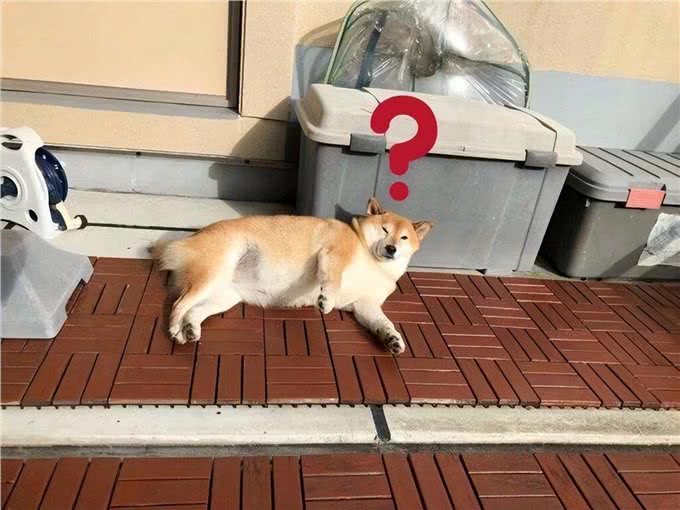 狗狗的寄生虫从哪来?这几点是主要来源!