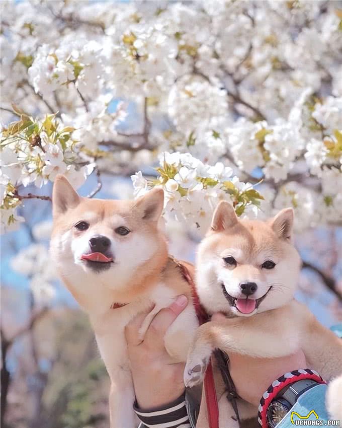 狗狗的寄生虫从哪来?这几点是主要来源!