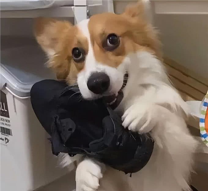 狗狗的寄生虫从哪来?这几点是主要来源!