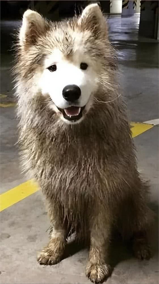 狗狗的寄生虫从哪来?这几点是主要来源!