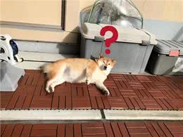 狗狗的寄生虫从哪来?这几点是主要来源!