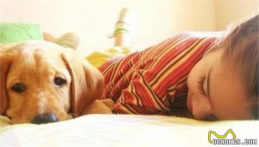 狗狗不慎中毒,一定不能慌,做好你可以做的应急措施