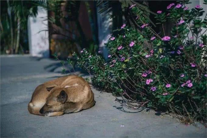 狗狗不慎中毒,一定不能慌,做好你可以做的应急措施