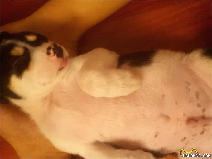 狗狗不慎中毒,一定不能慌,做好你可以做的应急措施