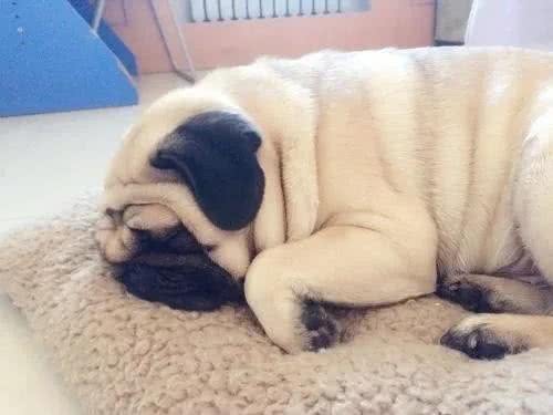 狗狗不慎中毒,一定不能慌,做好你可以做的应急措施