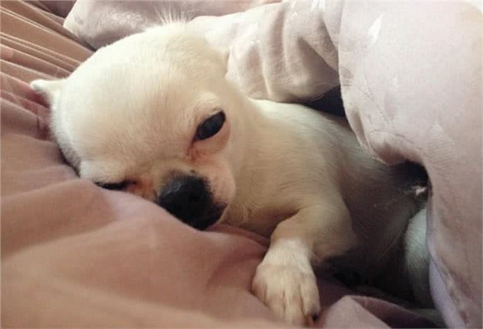 狗狗到新家时要如何让狗狗适应新环境呢?