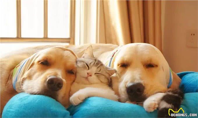 狗狗到新家时要如何让狗狗适应新环境呢?