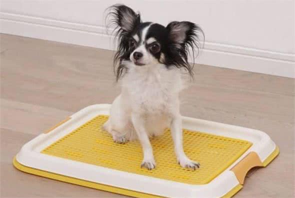 狗狗到新家时要如何让狗狗适应新环境呢?