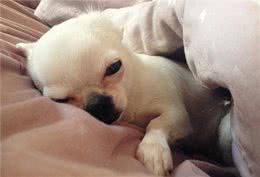 狗狗到新家时要如何让狗狗适应新环境呢?