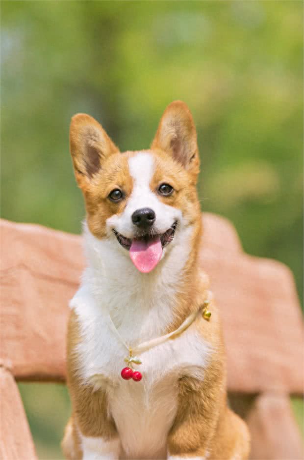 狗狗心脏问题不好怎么办?