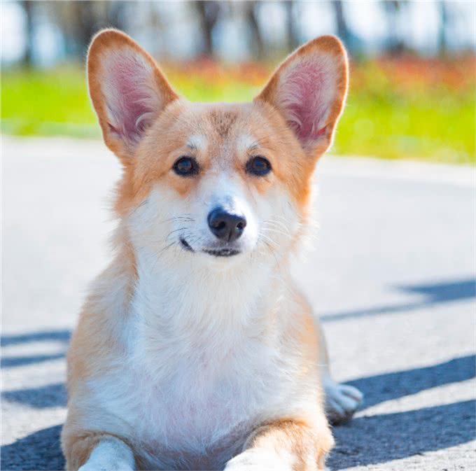 狗狗心脏问题不好怎么办?