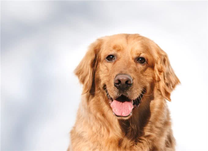 狗狗心脏问题不好怎么办?