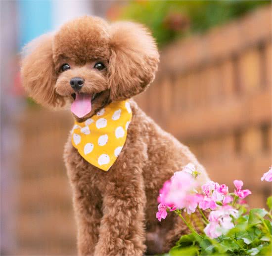 狗狗心脏问题不好怎么办?