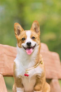 狗狗心脏问题不好怎么办?