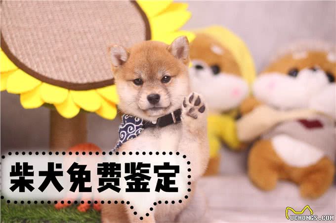 普通柴犬和赛级柴犬到底有啥不一样?别只看价格
