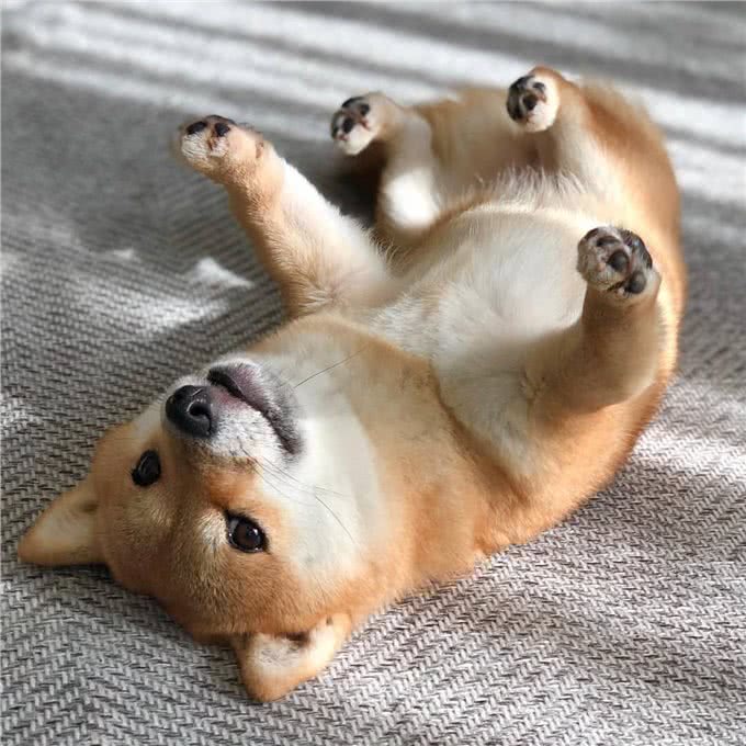 普通柴犬和赛级柴犬到底有啥不一样?别只看价格