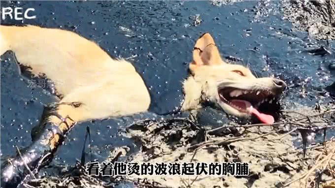 狗狗不幸掉进滚烫的沥青了，生命岌岌可危好心的救援人员救了它