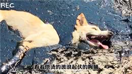 狗狗不幸掉进滚烫的沥青了，生命岌岌可危好心的救援人员救了它