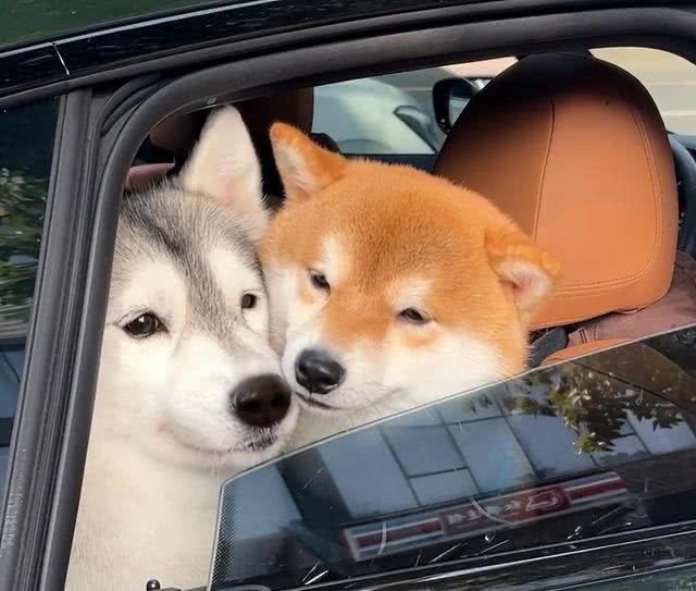 这5种狗狗是公认的难养狗，即使白送也别带回家养!