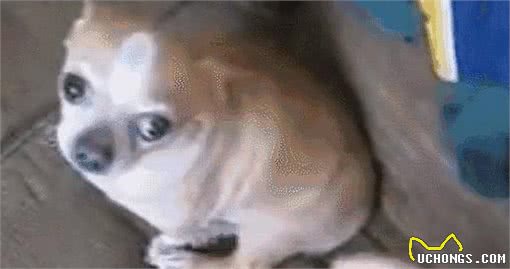 这5种狗狗是公认的难养狗，即使白送也别带回家养!