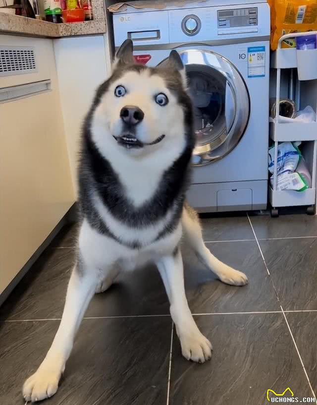 这5种狗狗是公认的难养狗，即使白送也别带回家养!