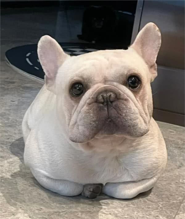 这5种狗狗是公认的难养狗，即使白送也别带回家养!