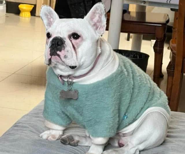 这5种狗狗是公认的难养狗，即使白送也别带回家养!