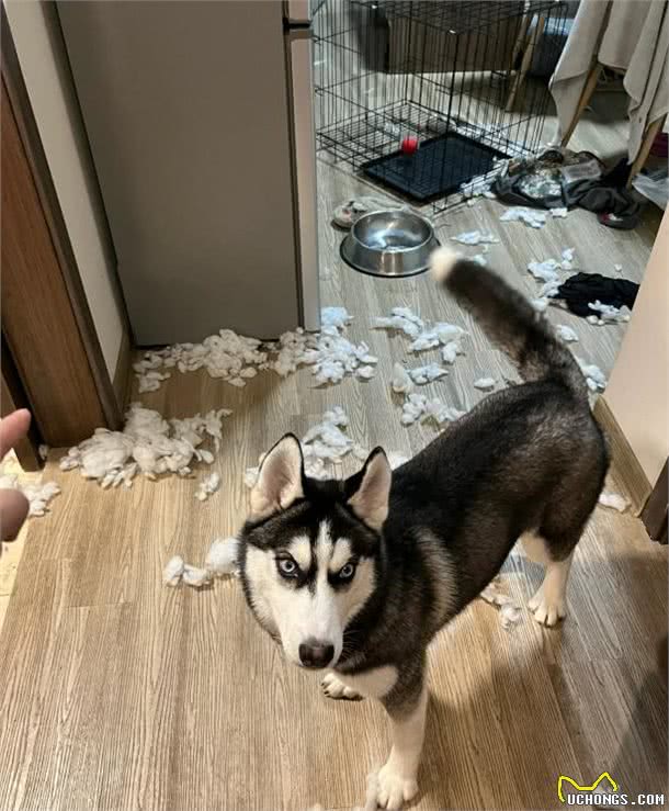 这5种狗狗是公认的难养狗，即使白送也别带回家养!