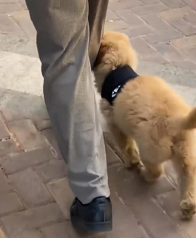 这5种狗狗是公认的难养狗，即使白送也别带回家养!