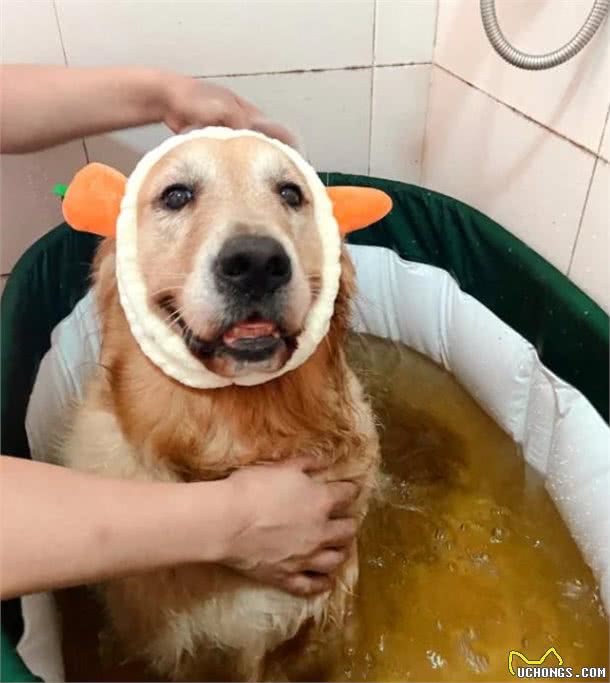 这5种狗狗是公认的难养狗，即使白送也别带回家养!