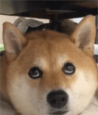 这5种狗狗是公认的难养狗，即使白送也别带回家养!