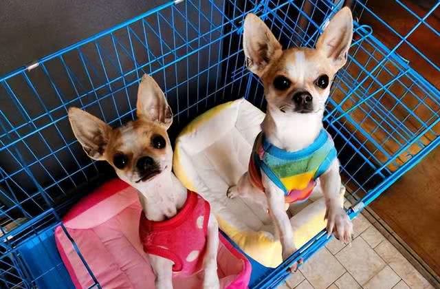 这5种狗狗是公认的难养狗，即使白送也别带回家养!