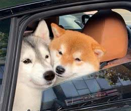 这5种狗狗是公认的难养狗，即使白送也别带回家养!