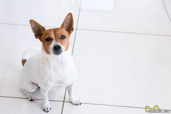 让狗感到不安的主人的5种行为，如何减轻爱犬的心理负担?