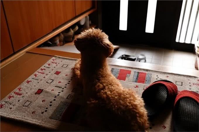 让狗感到不安的主人的5种行为，如何减轻爱犬的心理负担?