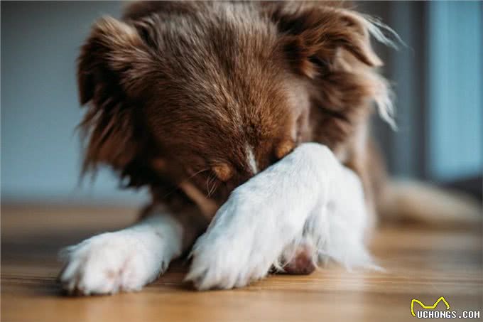 让狗感到不安的主人的5种行为，如何减轻爱犬的心理负担?