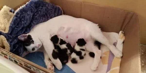 博美整天和孕猫打架,可等小猫一出生,这货秒变保姆帮带娃