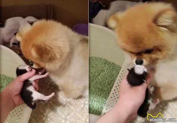 博美整天和孕猫打架,可等小猫一出生,这货秒变保姆帮带娃