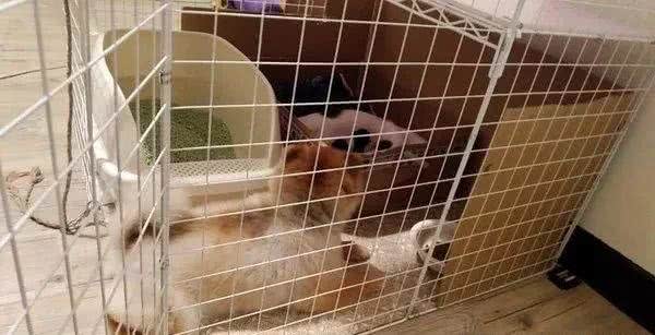 博美整天和孕猫打架，可等小猫一出生，这货秒变保姆帮带娃