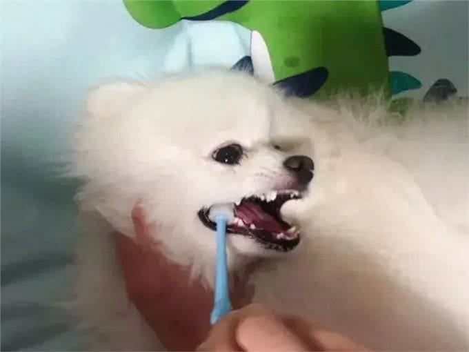 如何给你的狗狗拥有一口清新的狗牙?