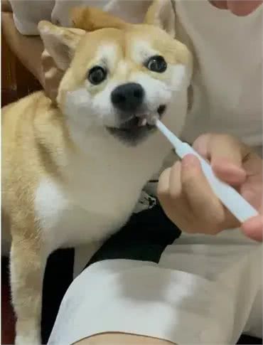 如何给你的狗狗拥有一口清新的狗牙?