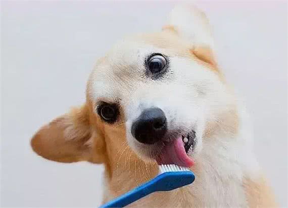 如何给你的狗狗拥有一口清新的狗牙?