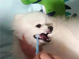 如何给你的狗狗拥有一口清新的狗牙?