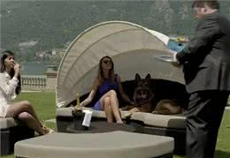 一条狗身价24亿，12个仆人全天待命，每次吃饭都有美女陪伴