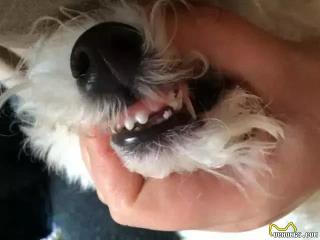 狗狗竟然也要换牙,你造吗?