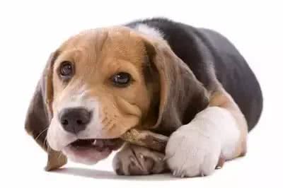 狗狗竟然也要换牙,你造吗?