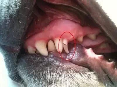 狗狗竟然也要换牙,你造吗?